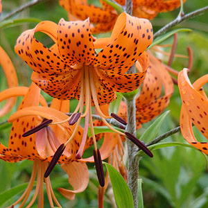 Ij@@Lilium lancifolium