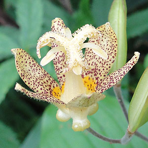 ^}KzggMX@Tricyrtis latifolia@iRj