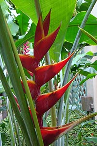 Heliconia caribaea@̉ԏ