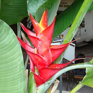 Heliconia caribaea@̉ԏ