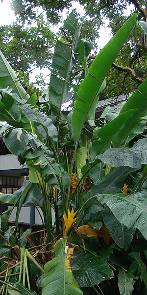 Heliconia caribaea