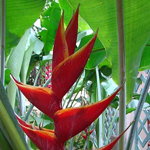 Heliconia caribaea@̉ԏ