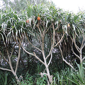 A_@Pandanus odoratissimus 