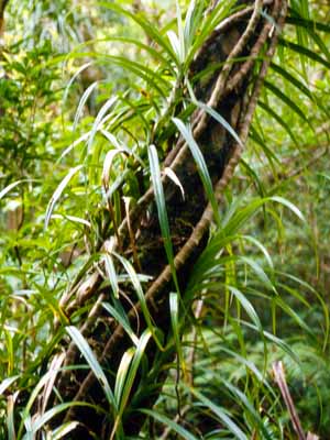 cA_@Freycinetia formosana