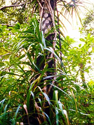 cA_@Freycinetia formosana