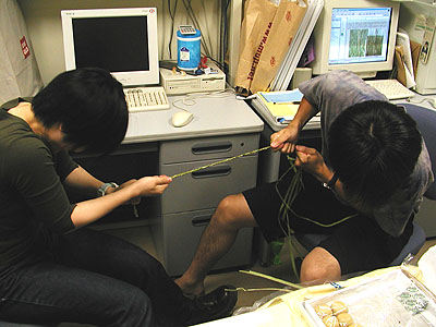 �K�}�̗t�ōj����