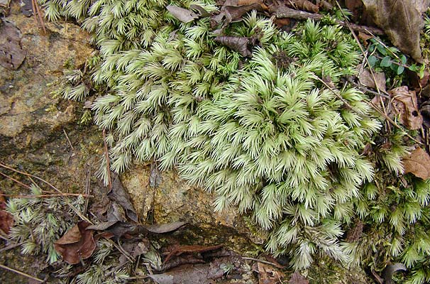 IIVKSP@Leucobryum scabrum@̌Q