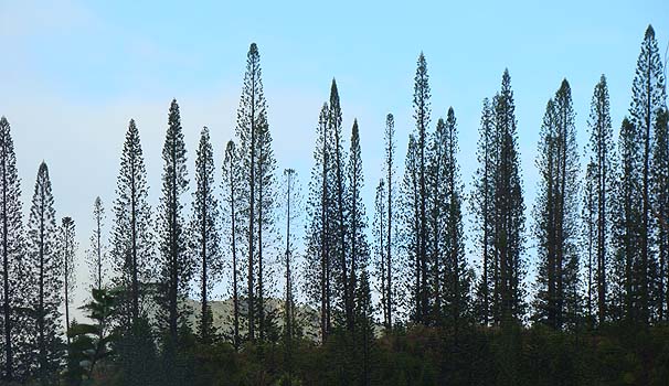 NbNpC@Araucaria columnaris 