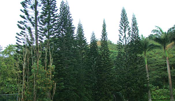 NbNpC@Araucaria columnaris 