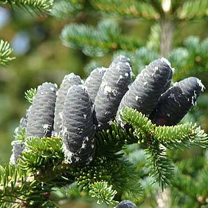 ~}oT~@Abies lasiocarpa@̋