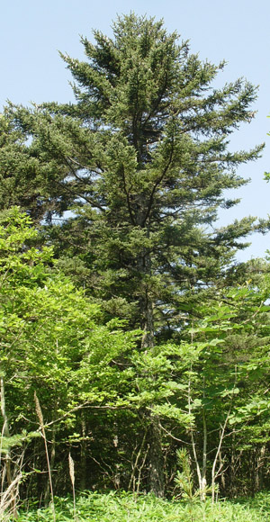 G]}c:Picea jezoensis