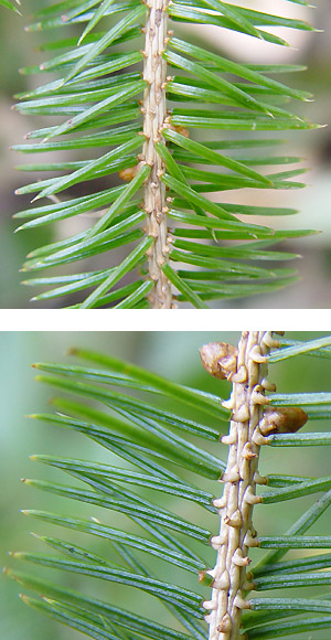 G]}c̗t:Picea jezoensis