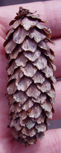 G]}c̟{:Picea jezoensis