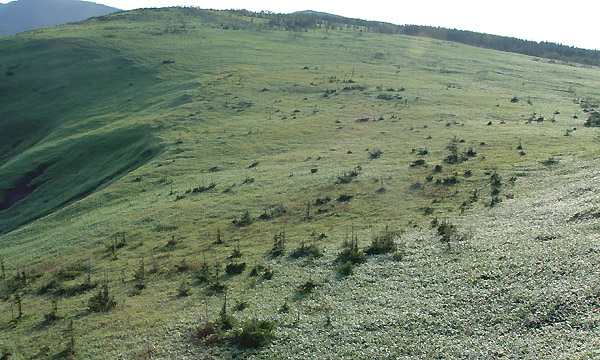 G]}c:Picea jezoensis