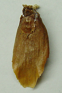 G]}c̎:Picea jezoensis