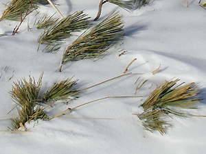 nC}c:Pinus pumila