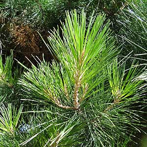 WA[^EpC@Pinus radiata 