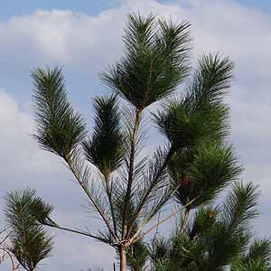 Pinus luchuensis