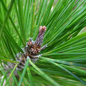 Pinus luchuensis