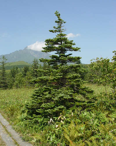 gh}c:Abies sachalinensis