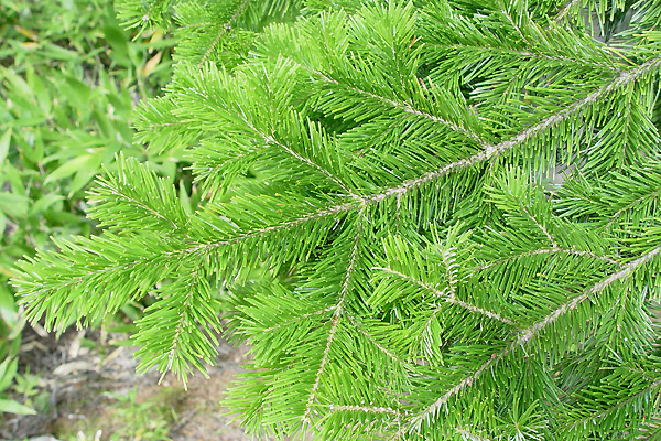 gh}c:Abies sachalinensis