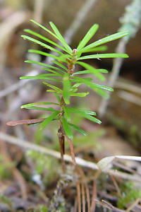 gh}c:Abies sachalinensis