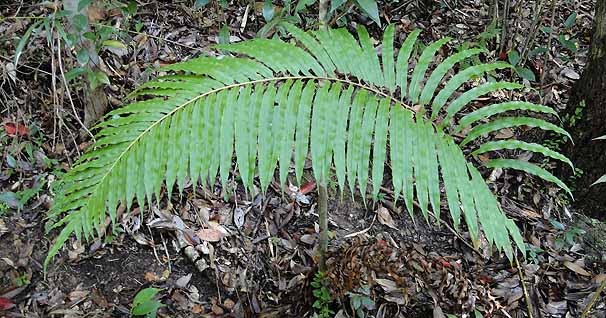 qEV_@Blechnum orientale