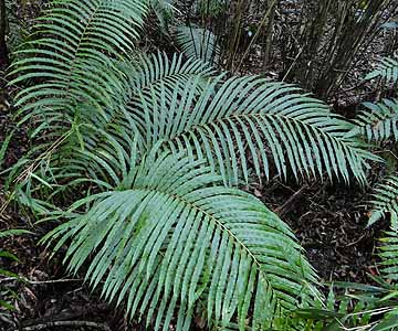 qEV_@Blechnum orientale