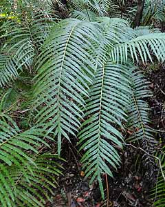 qEV_@Blechnum orientale