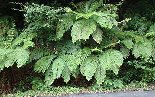 wS@Cyathea spinulosa