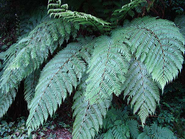 wS@Cyathea spinulosa