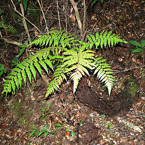 NwS@Cyathea podophylla