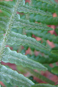 ZCEr@Pteridium aquilinum