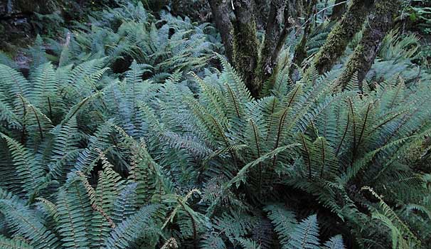 Polystichum vesthitum ̌Q