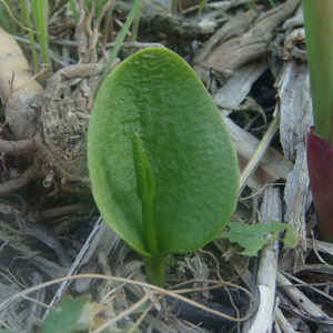 qnniXFOphioglossum vulgatum