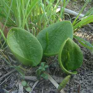 qnniXFOphioglossum vulgatum