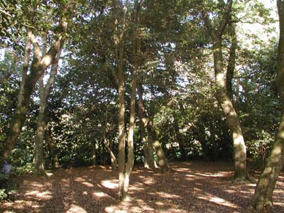 ���҃��X�̓���