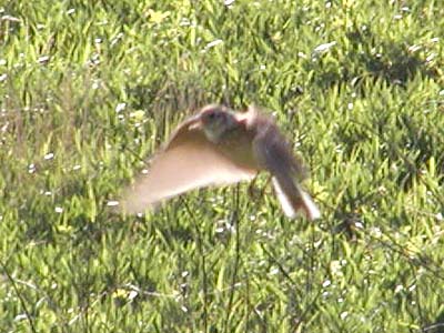 �q�o���̃z�o�[�����O