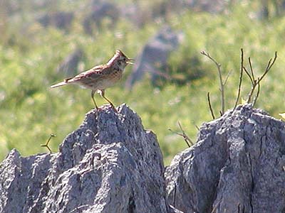 ���܂�l���m�肵�܂���ł����B