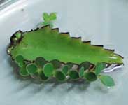 �Z�C�����x���P�C�\�E