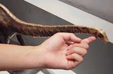 �Z�C�X���T�E���X����Ȃ����鎄