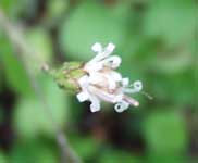 �R�E���{�E�L�̉ԁI