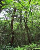 �ԛ���n�т̗ѓ��B�R�V�_���������I