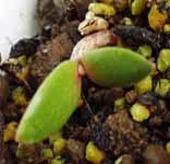 �T�{�e���H