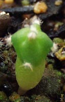 ���̎q�͂Ȃ��������s���ڂ�