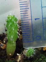 ����ɒ����Ȃ����B