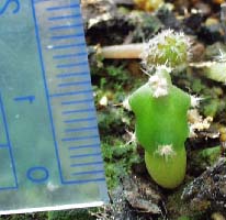 �����Ƀs���ڂ��H