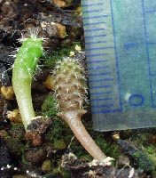 �Ȃ������̕������F��