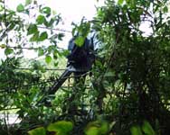 �t�F���X�����z���铡�{�i�N�j��