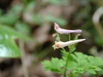 ムラサキケマン